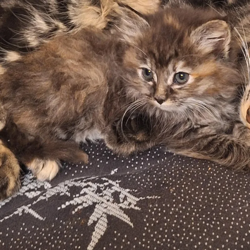 A baby small-sized female Brown / Chocolate Domestic Medium Hair cat named Bailey for adoption in Grantsville, UT