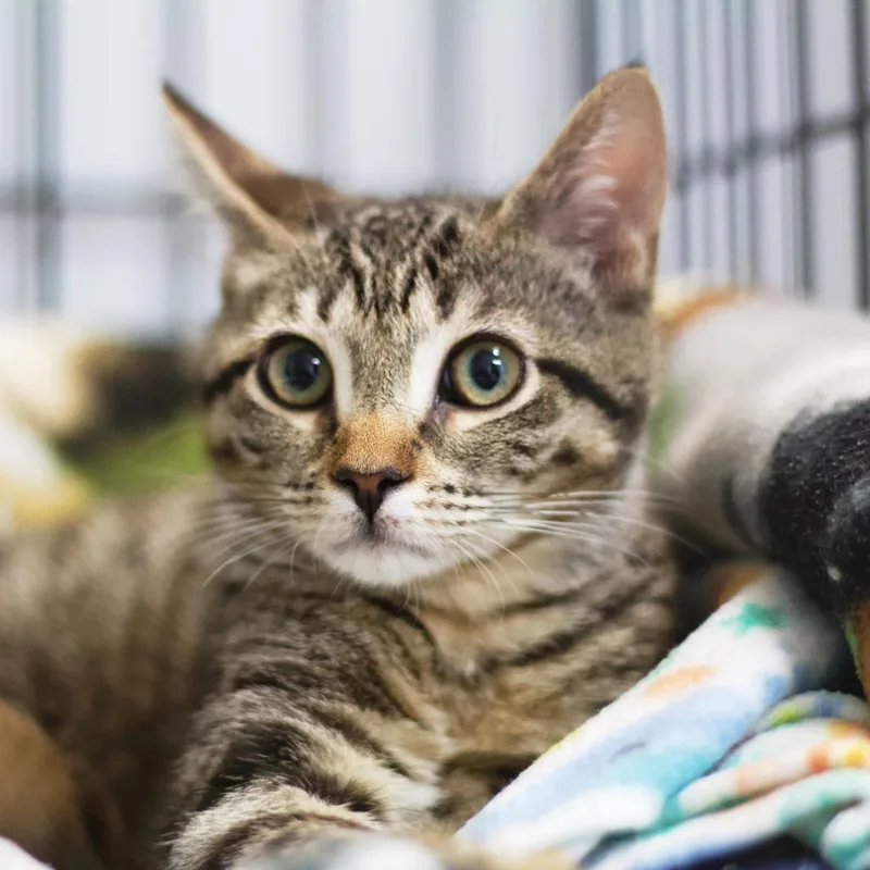 Judy Blume thumbnail 2