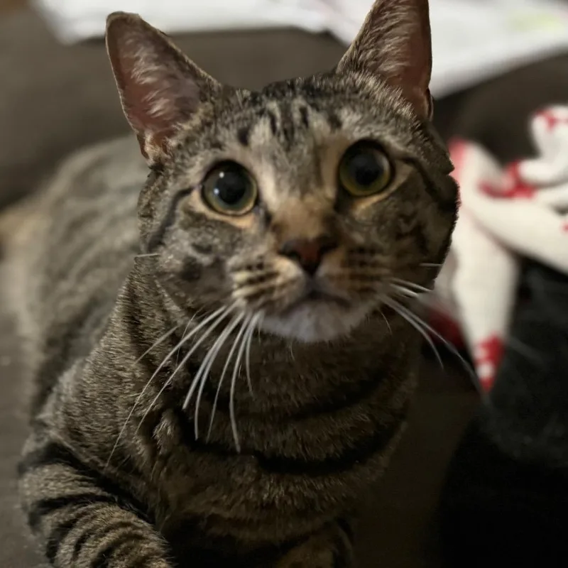 Judy Blume thumbnail 3