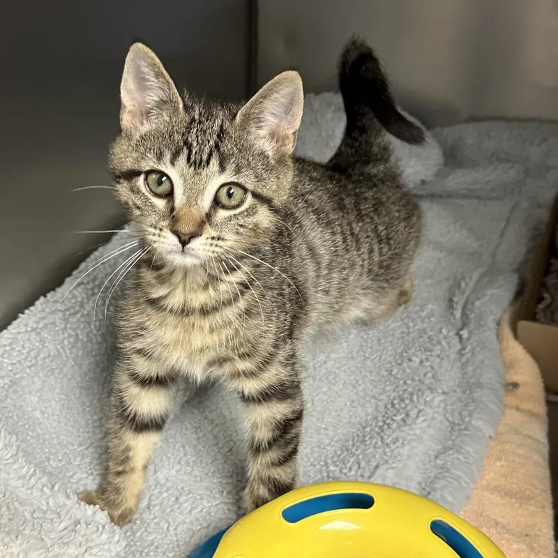 Judy Blume thumbnail 4