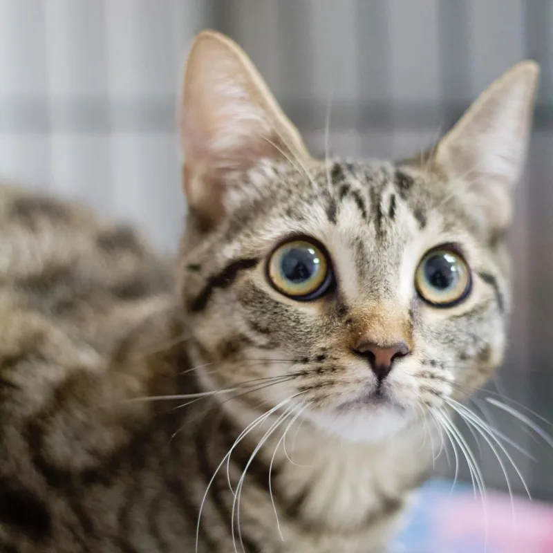 Judy Blume thumbnail 5