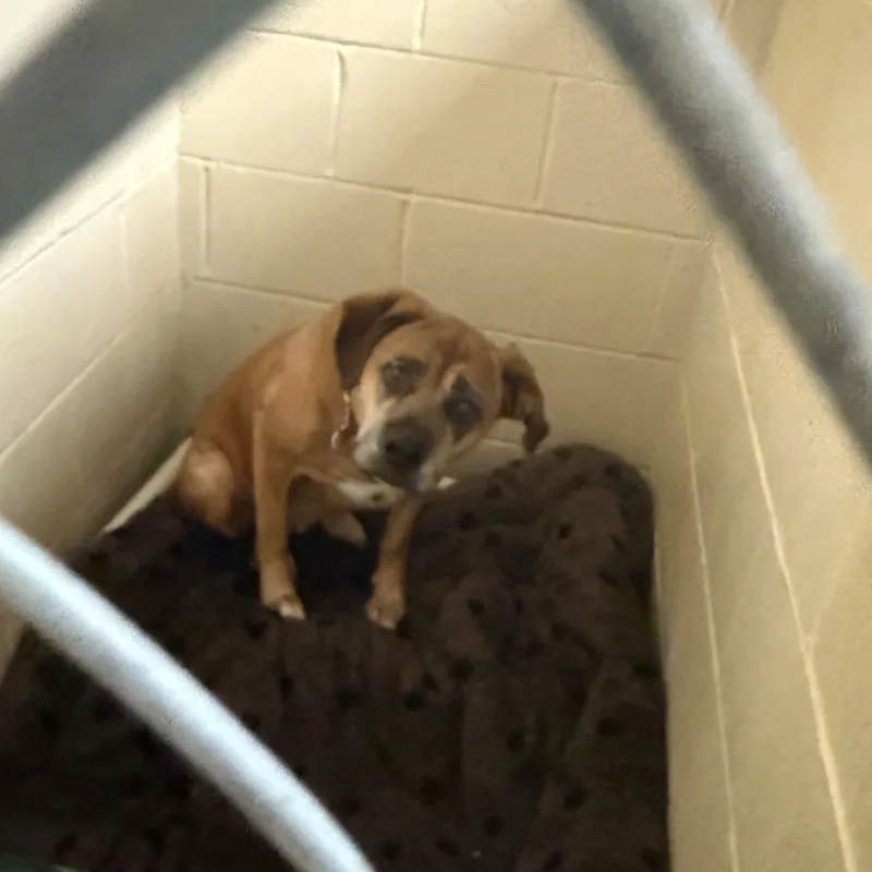 A baby medium-sized female Brown / Chocolate Mixed Breed dog named Dime for adoption in Charleston, WV