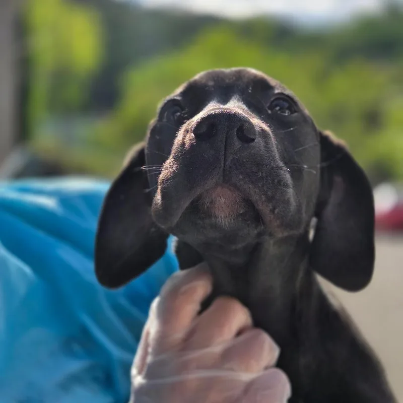 A baby small-sized male Black Mixed Breed dog named Honcho for adoption in Charleston, WV