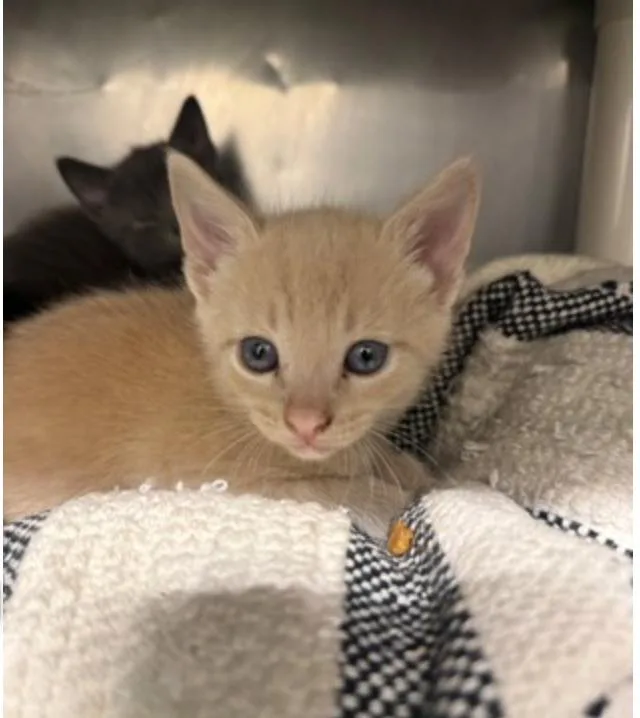 A baby small-sized male Buff / Tan / Fawn Domestic Short Hair cat named Hay for adoption in Marshall, NC