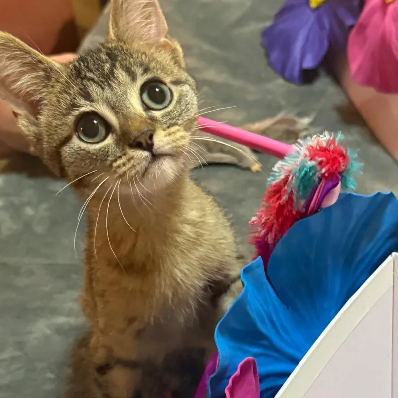 A baby small-sized male American Shorthair cat named Leo for adoption in Kansas City, MO