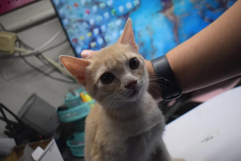 A baby small-sized male Domestic Short Hair cat named Carter for adoption in Pahrump, NV