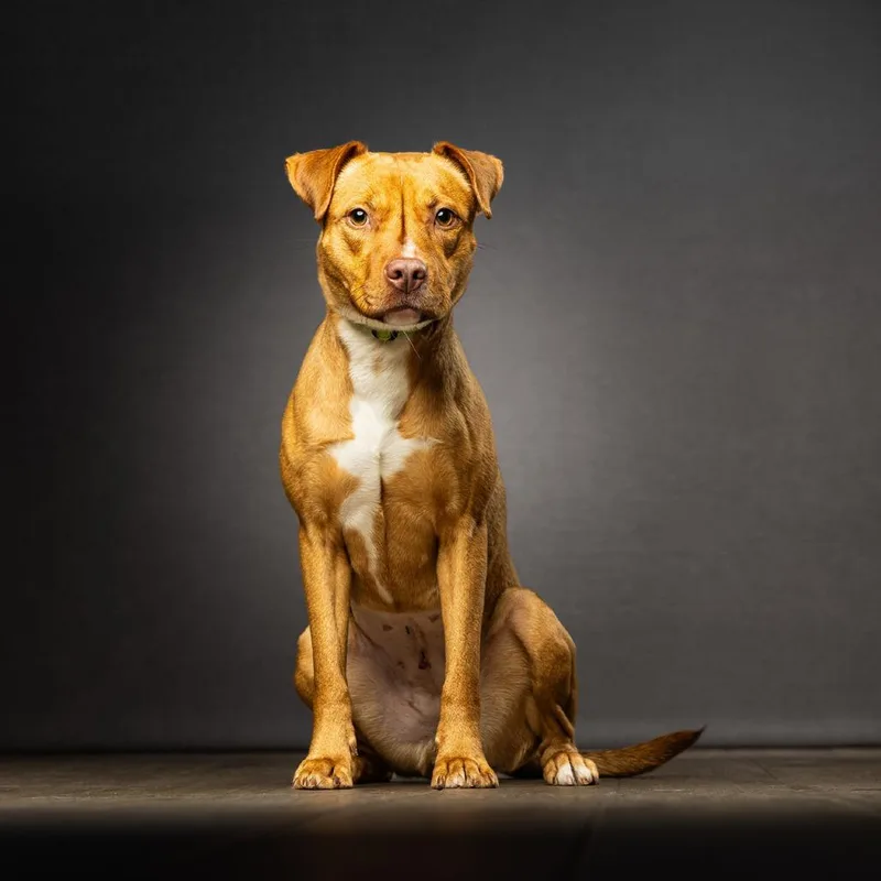 A young medium-sized female Yellow / Tan / Blond / Fawn Mixed Breed dog named Cookie for adoption in Jupiter, FL