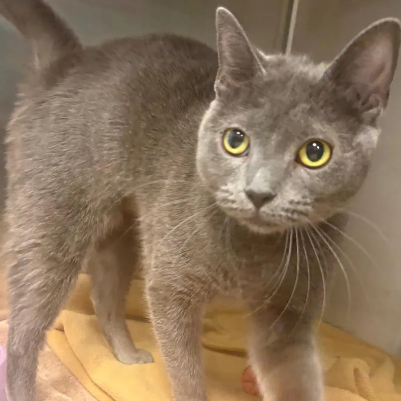 A young medium-sized female Gray / Blue / Silver Domestic Short Hair cat named Gracie for adoption in East Hanover, NJ