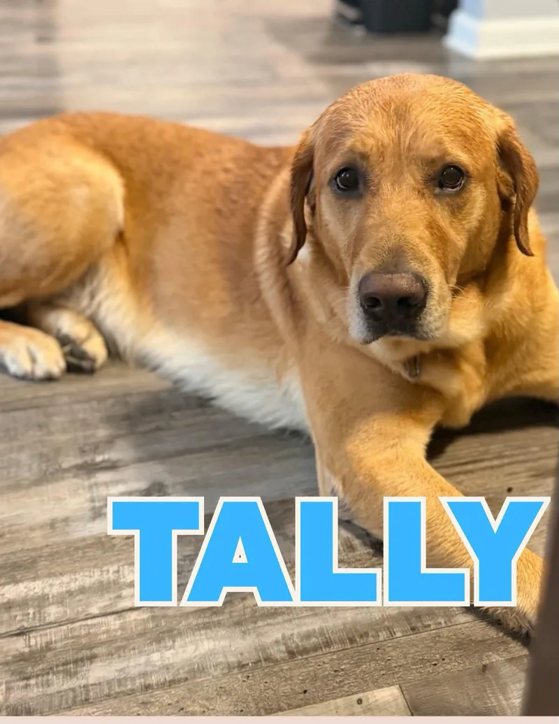An adult large-sized male Golden Retriever dog named Tally for adoption in Shalimar, FL