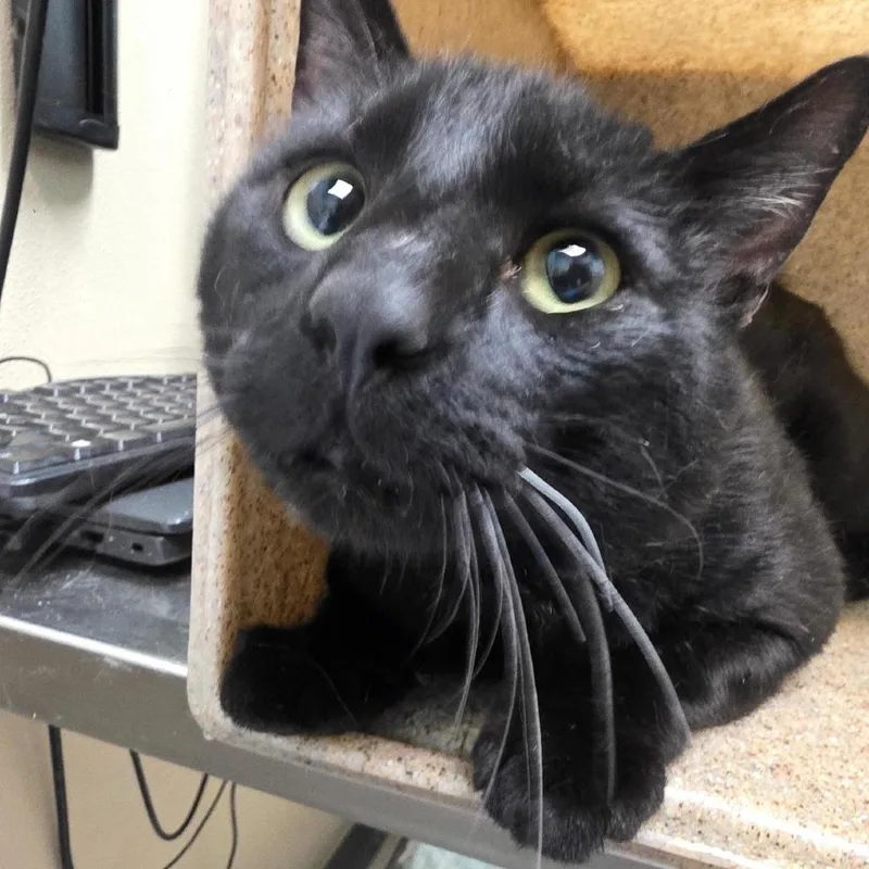An adult large-sized male Black Domestic Short Hair cat named Muscle Man for adoption in Tacoma, WA