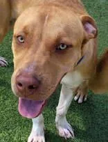 An adult medium-sized male Black Mixed Breed dog named Solar for adoption in Commerce, TX