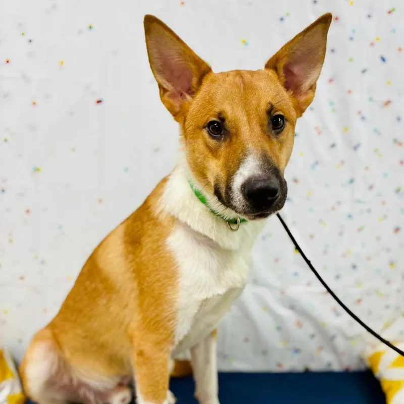 A young medium-sized male Yellow / Tan / Blond / Fawn Mixed Breed dog named Woody for adoption in Lebanon, MO