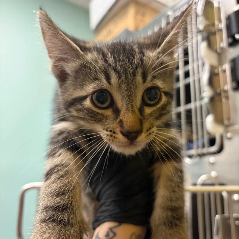 A baby small-sized male Black Domestic Short Hair cat named Voltage for adoption in Keizer, OR