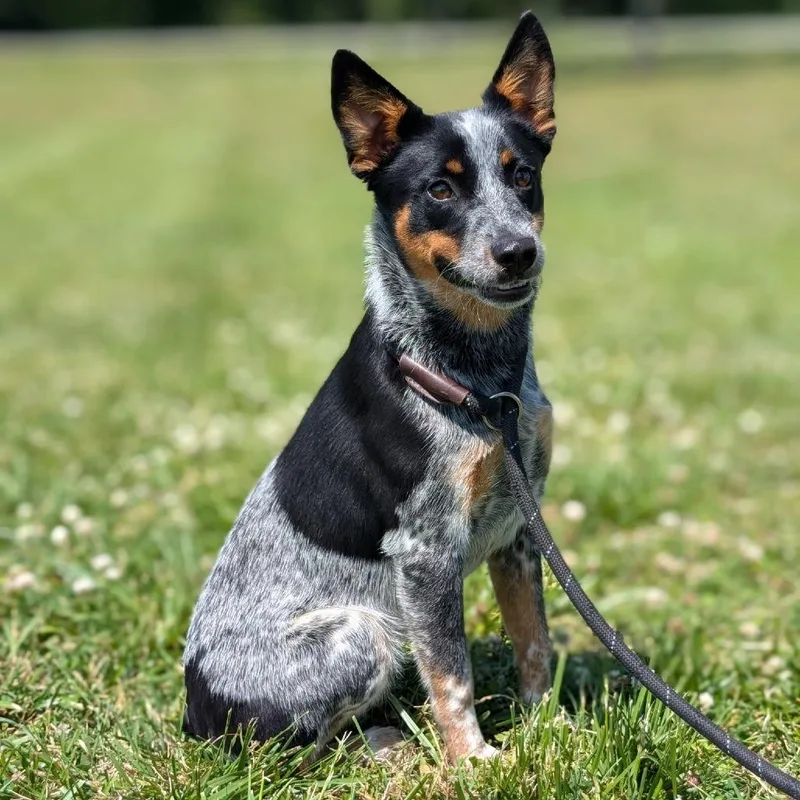 Nova