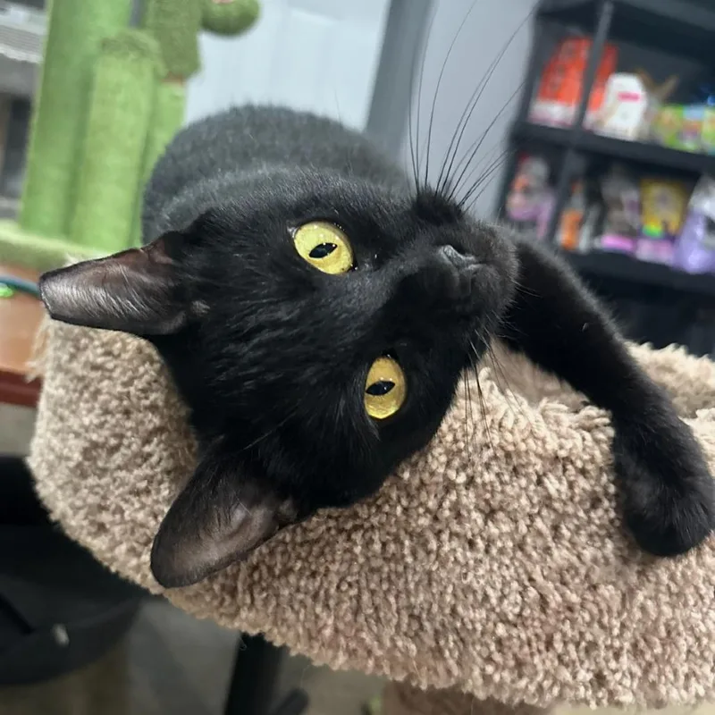 A young small-sized female Domestic Short Hair cat named Twiggy for adoption in Shelbyville, IN