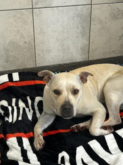 An adult large-sized female Mixed Breed dog named Ivy for adoption in Munster, IN