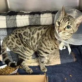 An adult medium-sized female Gray / Blue / Silver Domestic Short Hair cat named Bengi for adoption in Rapid City, SD