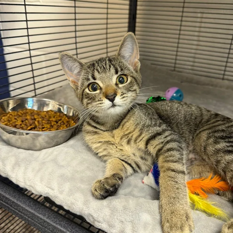 A baby small-sized female Black Domestic Short Hair cat named Primrose for adoption in Hampton Bays, NY