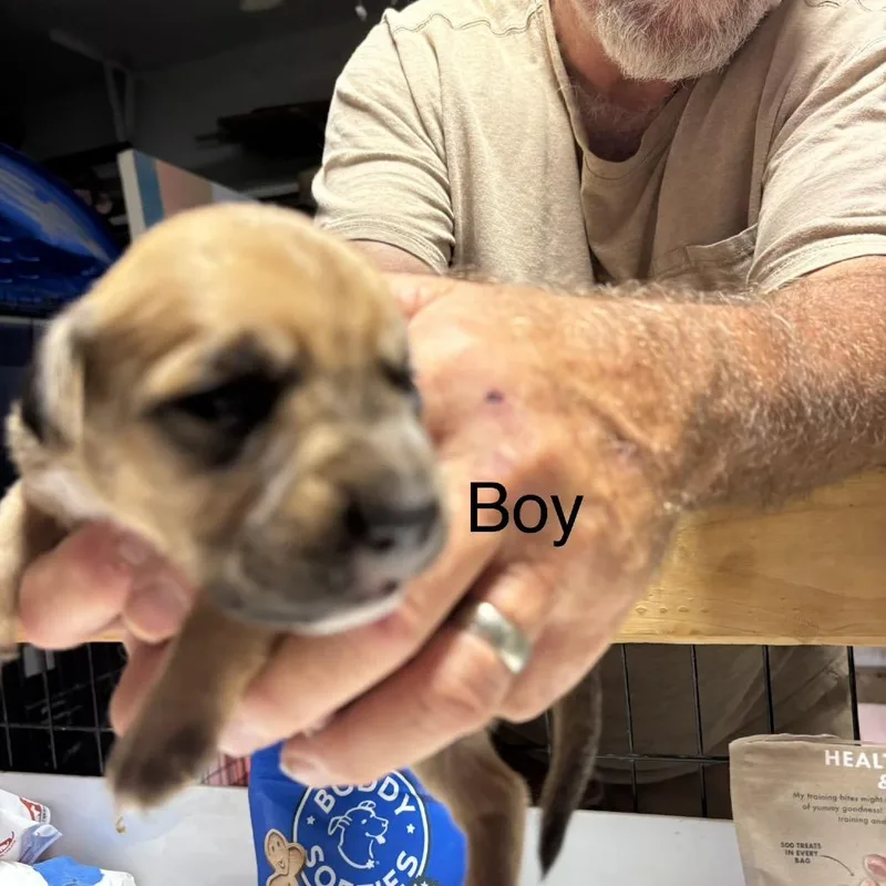 A baby medium-sized male Yellow / Tan / Blond / Fawn Shepherd dog named Shelton for adoption in Oceanside, CA