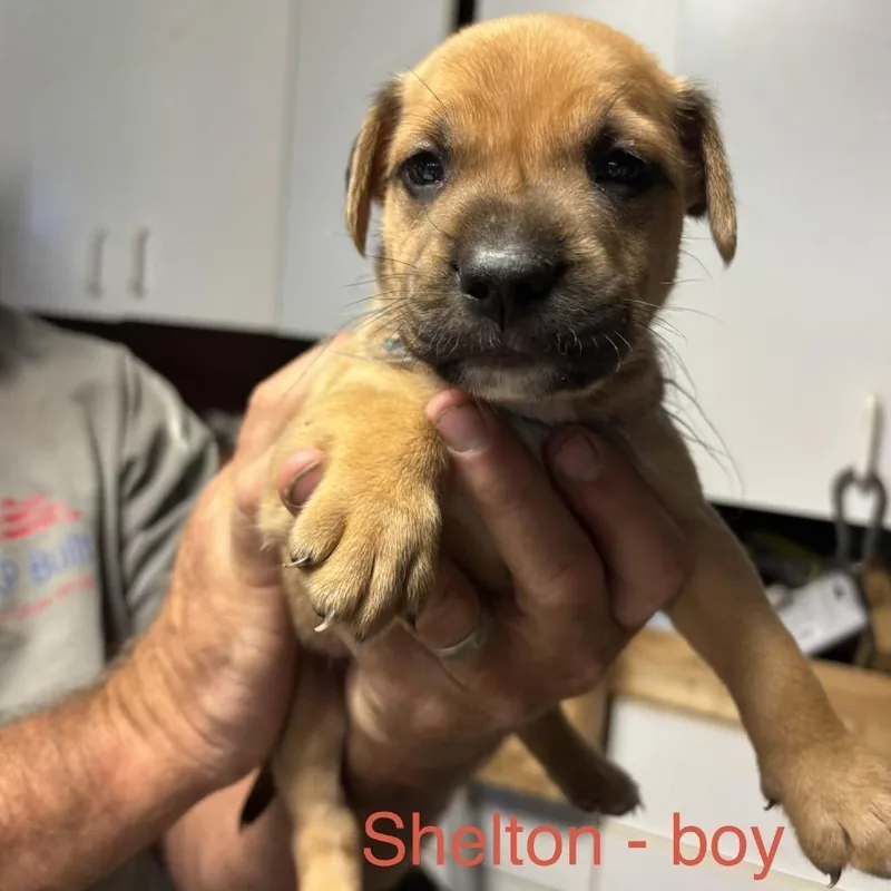 Shelton thumbnail 2