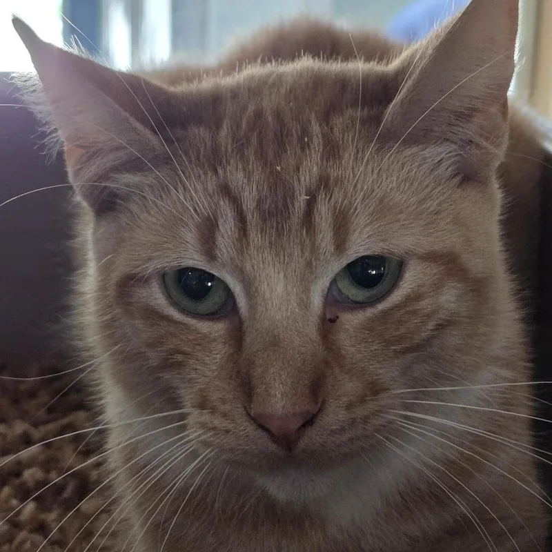 A young medium-sized female Orange / Red Domestic Short Hair cat named Rosie for adoption in Leander, TX