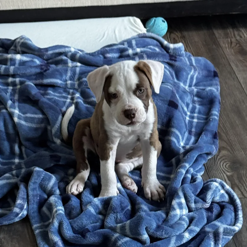 A baby medium-sized female White / Cream Terrier dog named Buckle for adoption in Rock Hill, SC