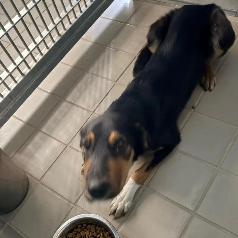 A young medium-sized female Black Hound dog named Lila for adoption in Bryan, TX