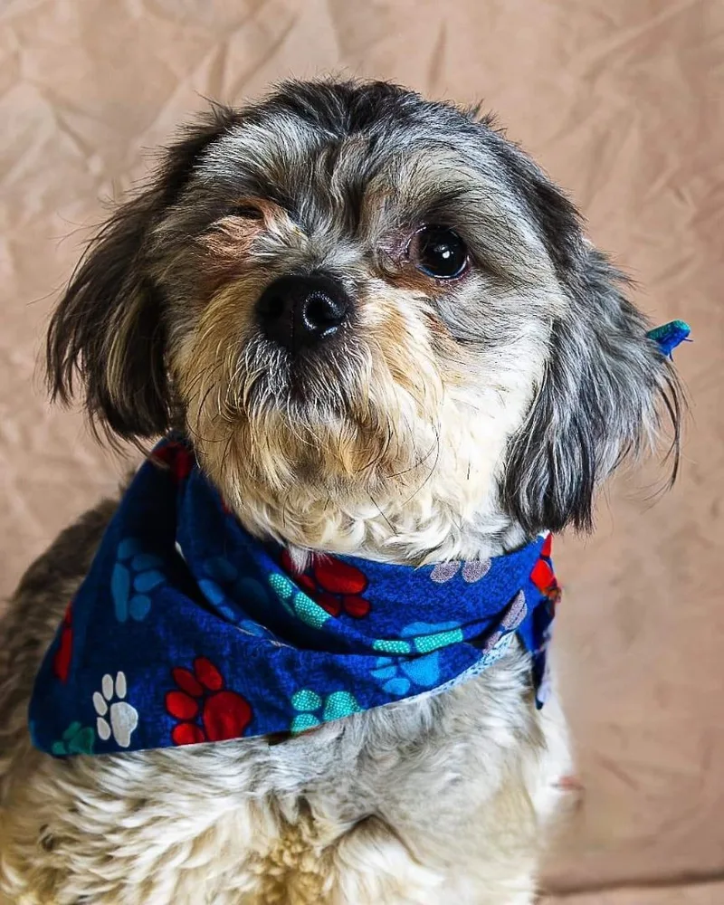 A young small-sized male Maltipoo dog named Jesus for adoption in Las Vegas, NV