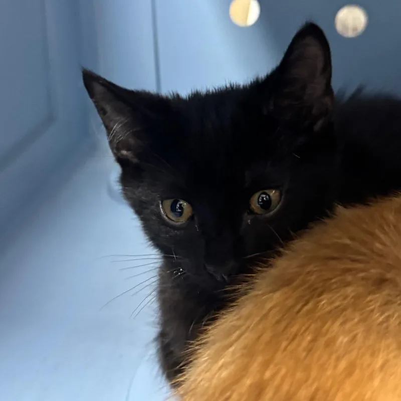 A baby small-sized male Domestic Short Hair cat named Midnight for adoption in Perkiomenville, PA