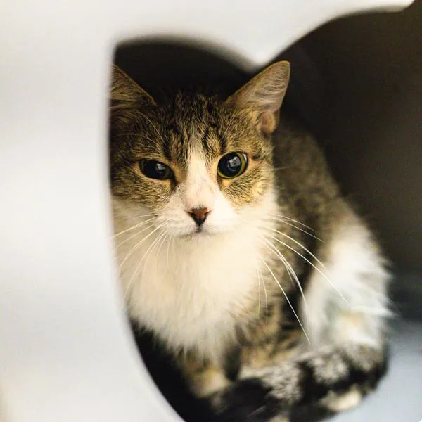 A young small-sized female Domestic Short Hair cat named Sadie for adoption in Des Moines, IA