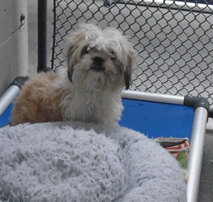 A young small-sized male Maltese dog named Tanner for adoption in Fairfield, CA