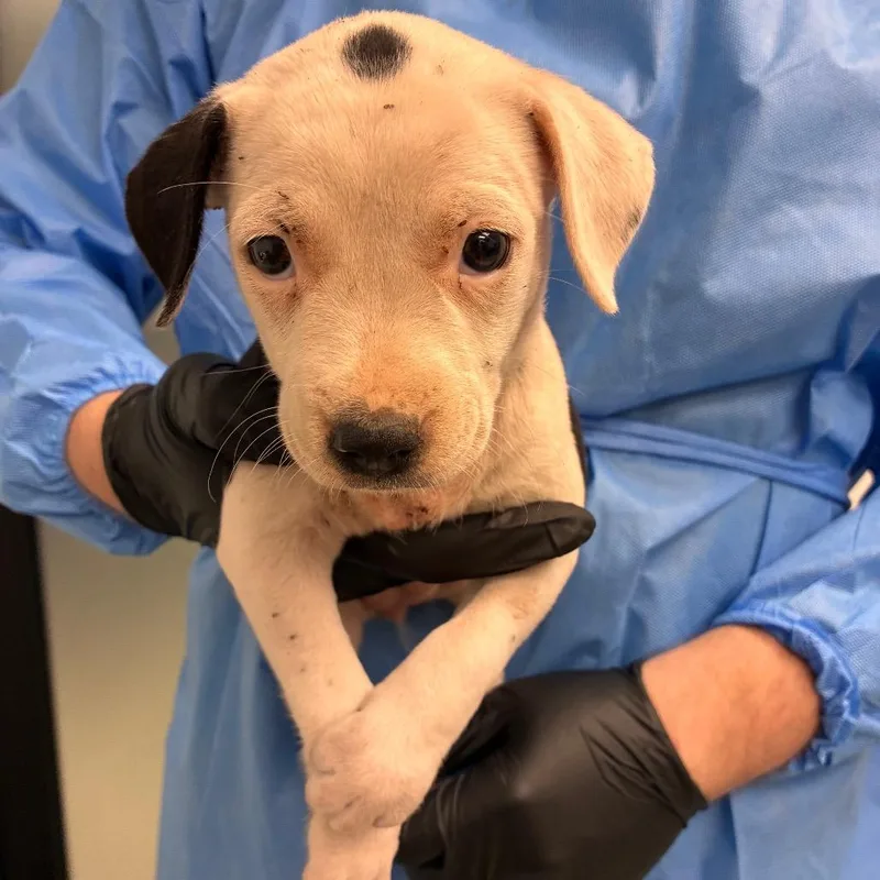 A baby small-sized female White / Cream Pit Bull Terrier dog named Lucy for adoption in Abilene, TX