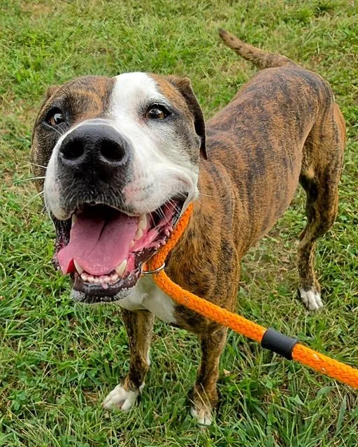 A young medium-sized female Terrier dog named Sadie Adler for adoption in Olivette, MO