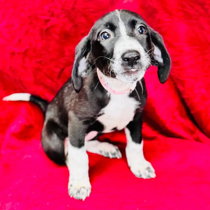 A baby small-sized female Hound dog named Margaery for adoption in Franklin, NC