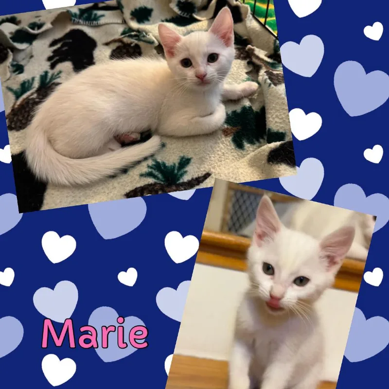 A baby small-sized female White Domestic Short Hair cat named Marie for adoption in Orangevale, CA