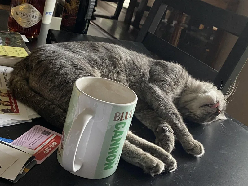 An adult medium-sized female Domestic Short Hair cat named April for adoption in McKinney, TX