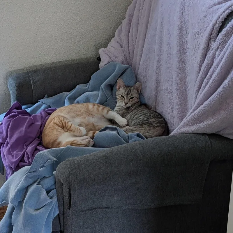A baby medium-sized male Tabby (Orange / Red) Domestic Short Hair cat named Wilbur Bell for adoption in Morrison, CO