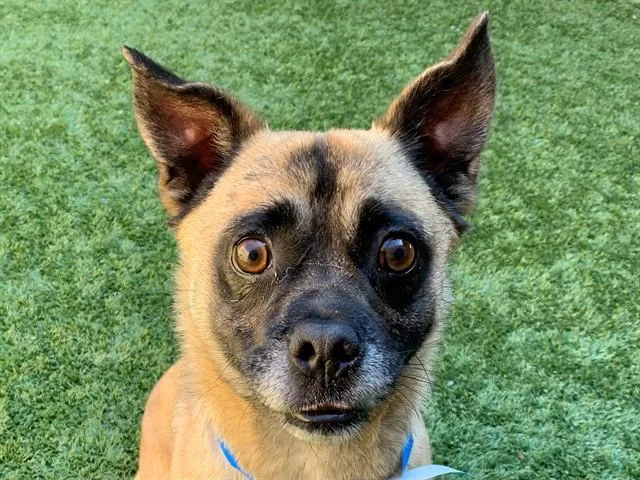 An adult small-sized male Yellow / Tan / Blond / Fawn Pug dog named SAVE ME PLEASE Finigan for adoption in San Marcos, CA