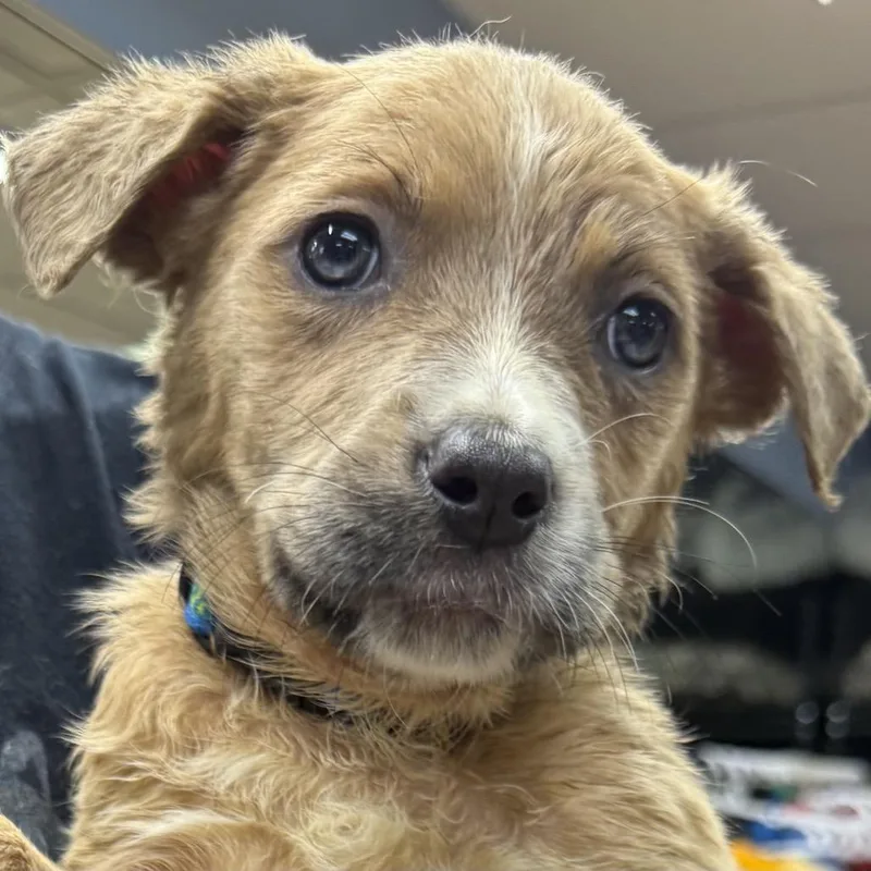 A baby small-sized female Yellow / Tan / Blond / Fawn Mixed Breed dog named Moonie for adoption in Austell, GA