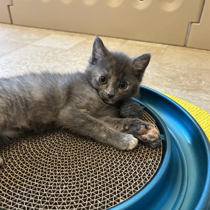 A baby small-sized female Tortoiseshell Domestic Medium Hair cat named Dandelion for adoption in Bel Air, MD