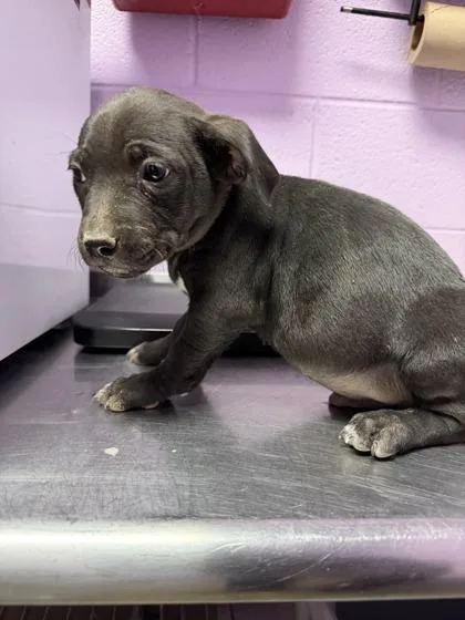 A baby small-sized male Black Pit Bull Terrier dog named 61044125 for adoption in El Paso, TX