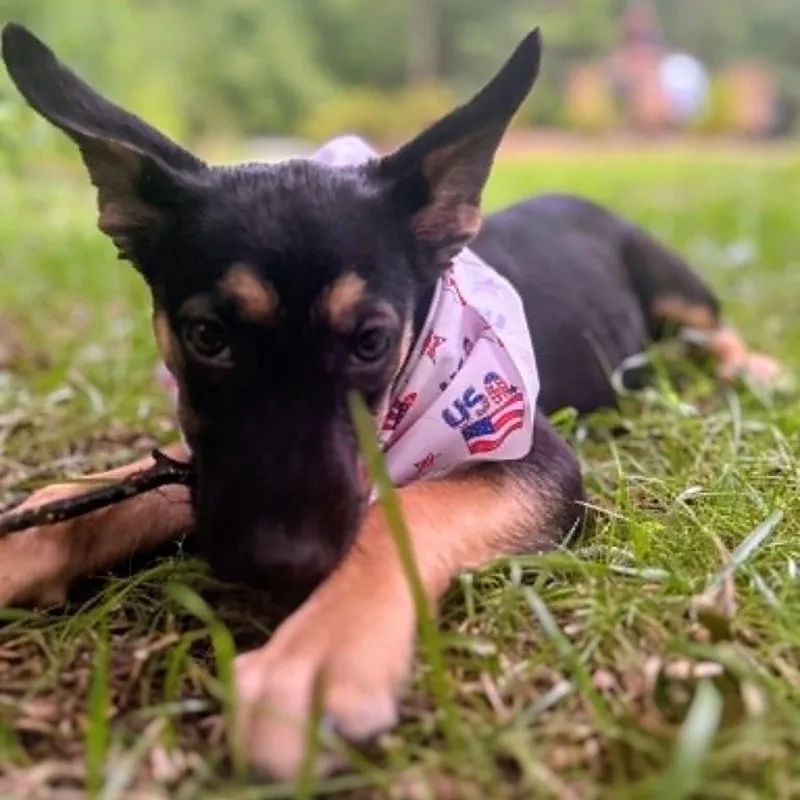 A baby medium-sized male Bicolor German Shepherd Dog dog named Ozzy for adoption in Sunderland, MD