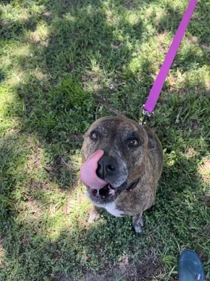 A senior large-sized male Mixed Breed dog named Loki for adoption in Vero Beach, FL