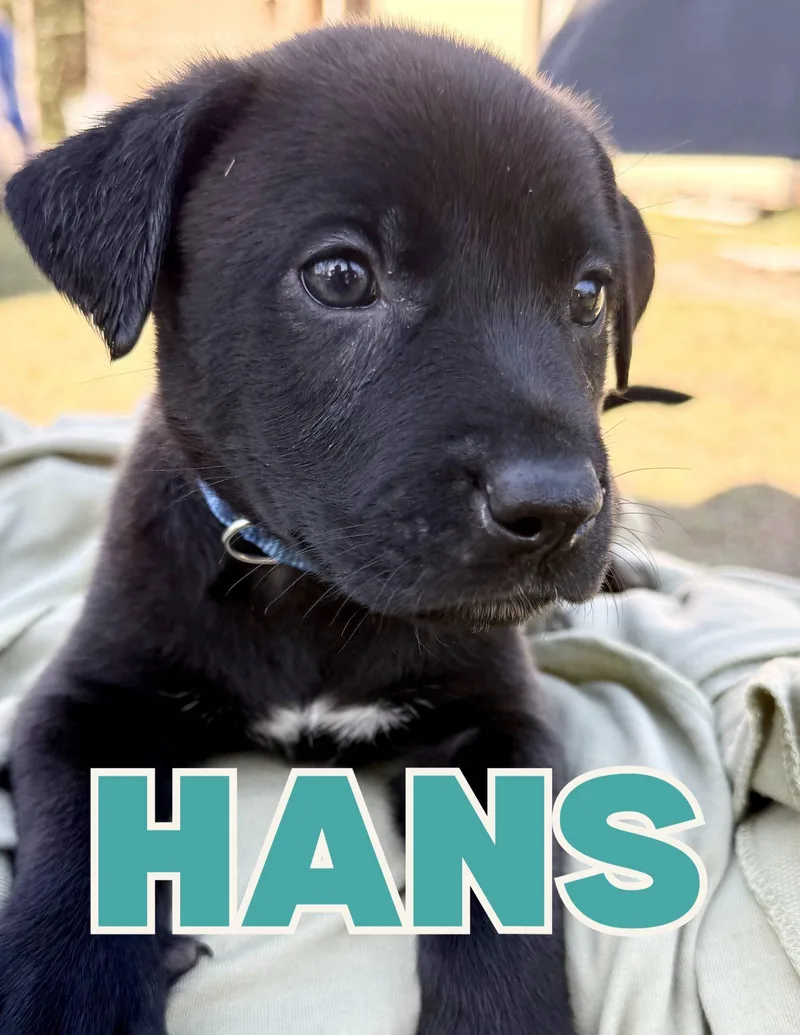 Hans
