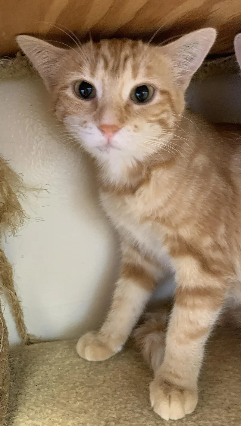 A young medium-sized female Tabby (Orange / Red) Domestic Medium Hair cat named Willow for adoption in Milwaukee, WI