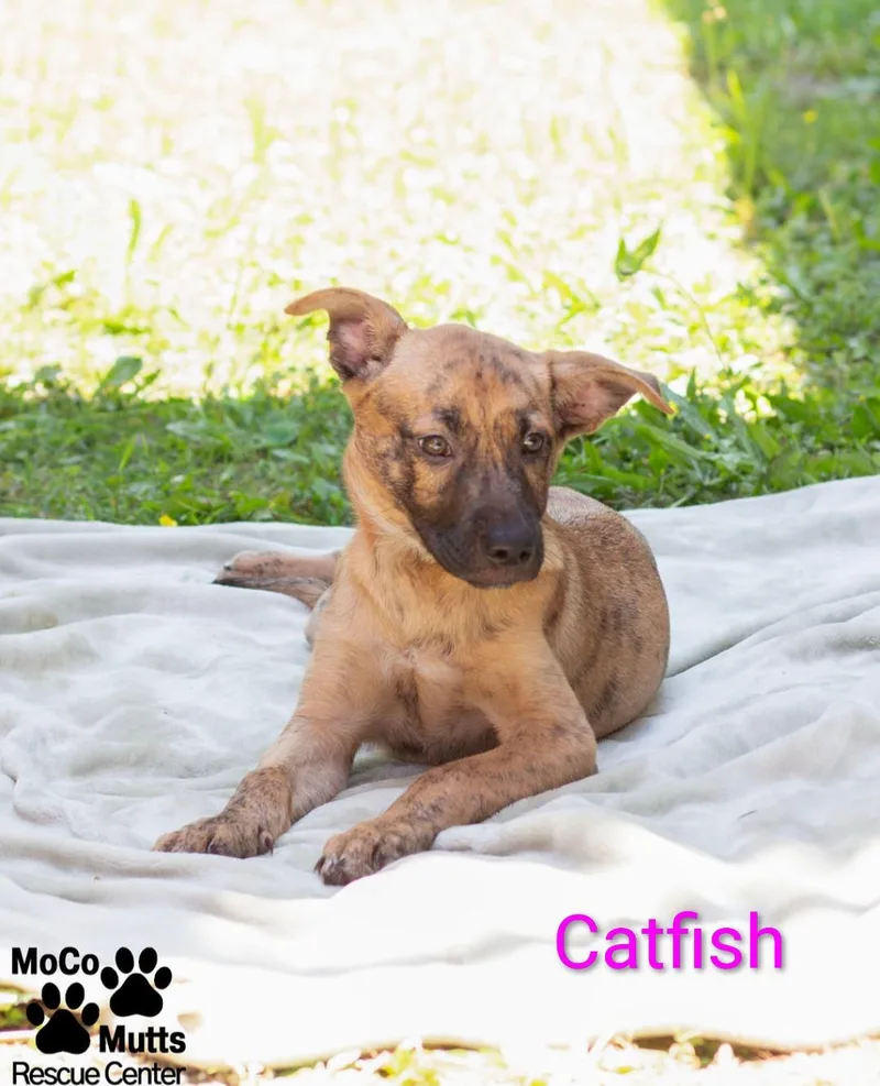 A baby medium-sized female Brown / Chocolate Mixed Breed dog named Catfish & Trout for adoption in Sunbright, TN