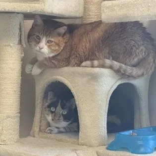 An adult large-sized male Domestic Short Hair cat named Max & Willow for adoption in Springfield, MO