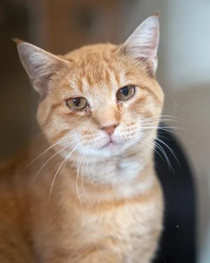 An adult medium-sized male Domestic Short Hair cat named Mallard for adoption in Pequot Lakes, MN