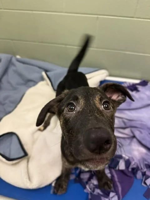 A baby small-sized male Black Shepherd dog named Oakley for adoption in Kalamazoo, MI