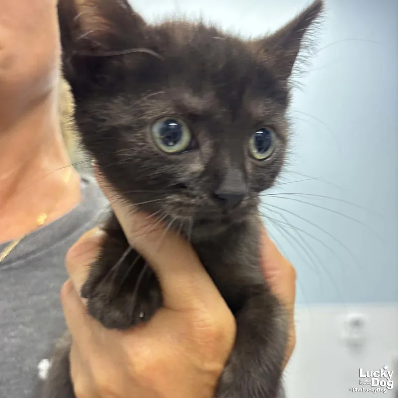A baby medium-sized female Black Domestic Short Hair cat named Anne for adoption in Washington, DC
